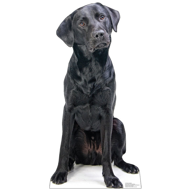 BLACK LABRADOR Cardboard Cutout Standup / Standee