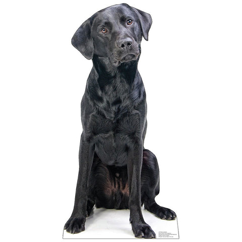 BLACK LABRADOR Cardboard Cutout Standup / Standee