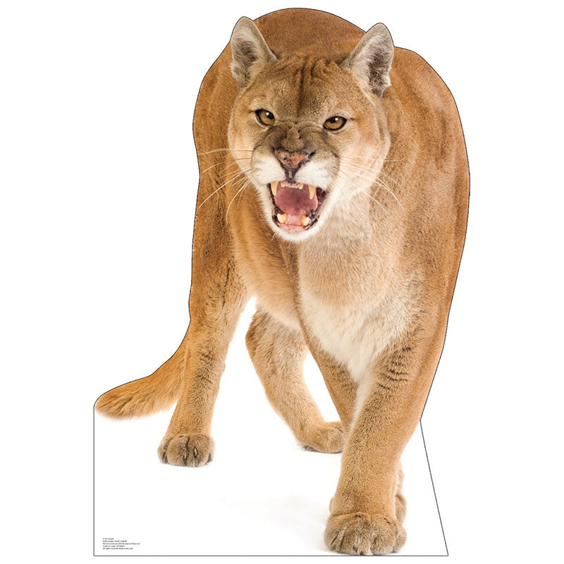 COUGAR Cardboard Cutout Standup / Standee