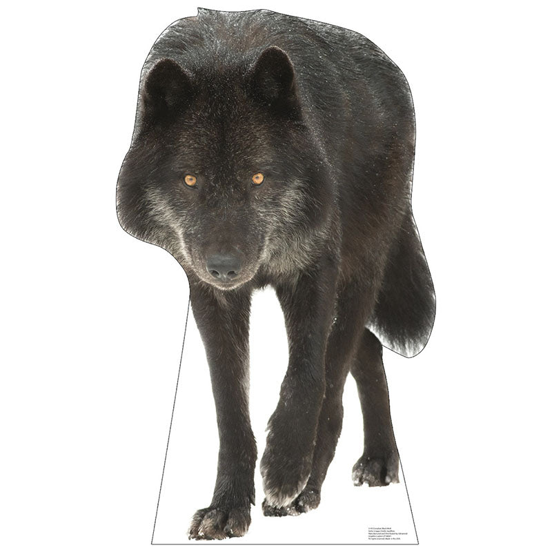 CANADIAN BLACK WOLF Cardboard Cutout Standup / Standee