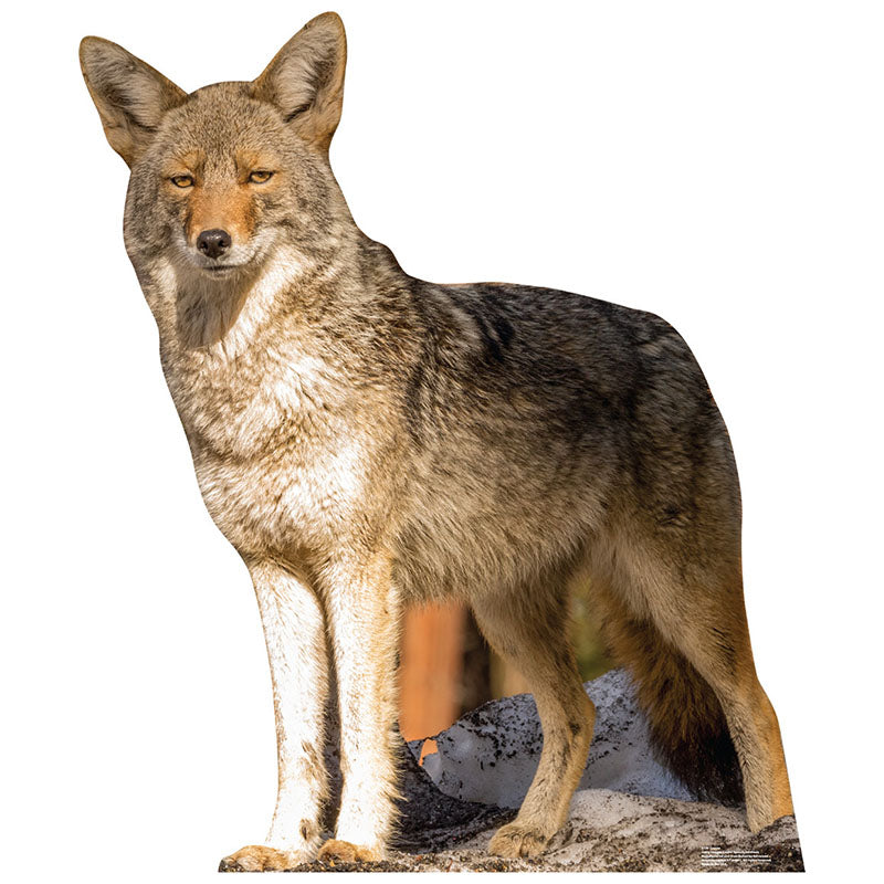 COYOTE Cardboard Cutout Standup / Standee