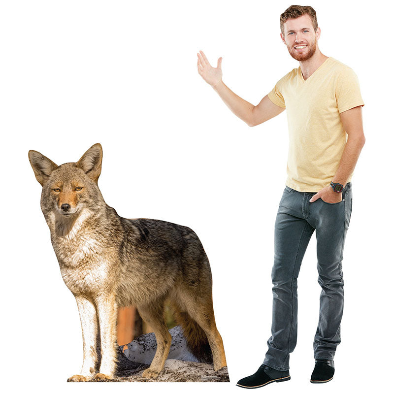 COYOTE Cardboard Cutout Standup / Standee