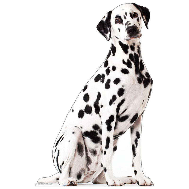 DALMATIAN DOG Cardboard Cutout Standup / Standee