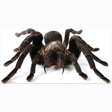 TARANTULA SPIDER Cardboard Cutout Standup / Standee