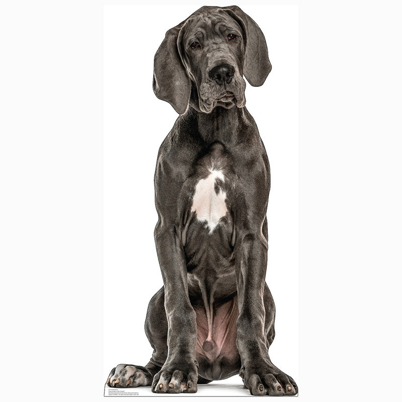 GREAT DANE DOG Cardboard Cutout Standup / Standee