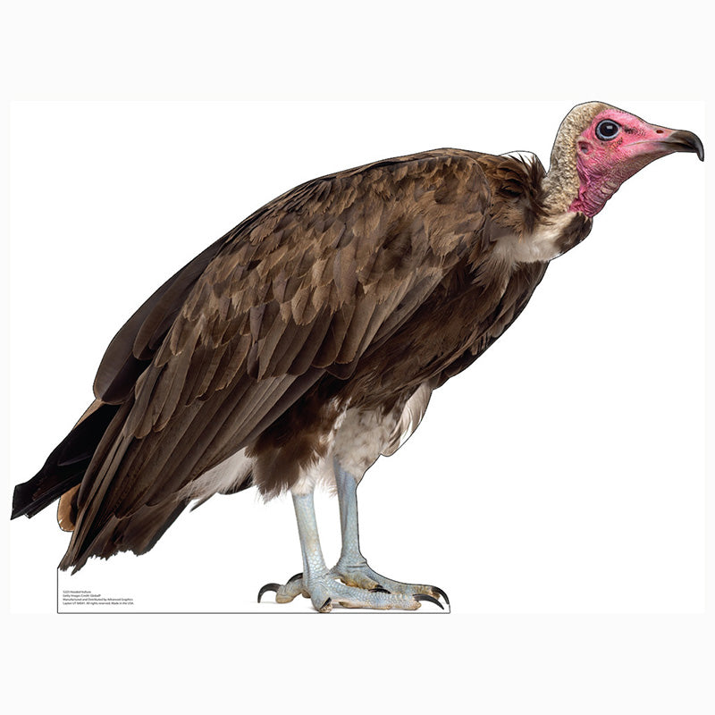 HOODED VULTURE Cardboard Cutout Standup / Standee
