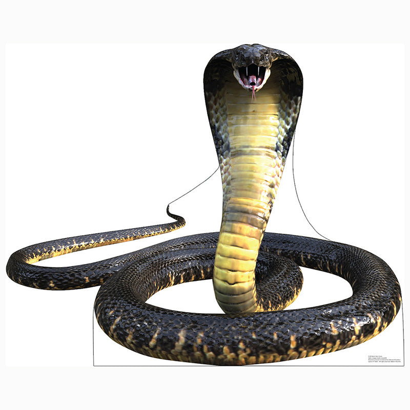 KING COBRA SNAKE Cardboard Cutout Standup / Standee
