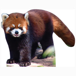 RED PANDA Cardboard Cutout Standup / Standee