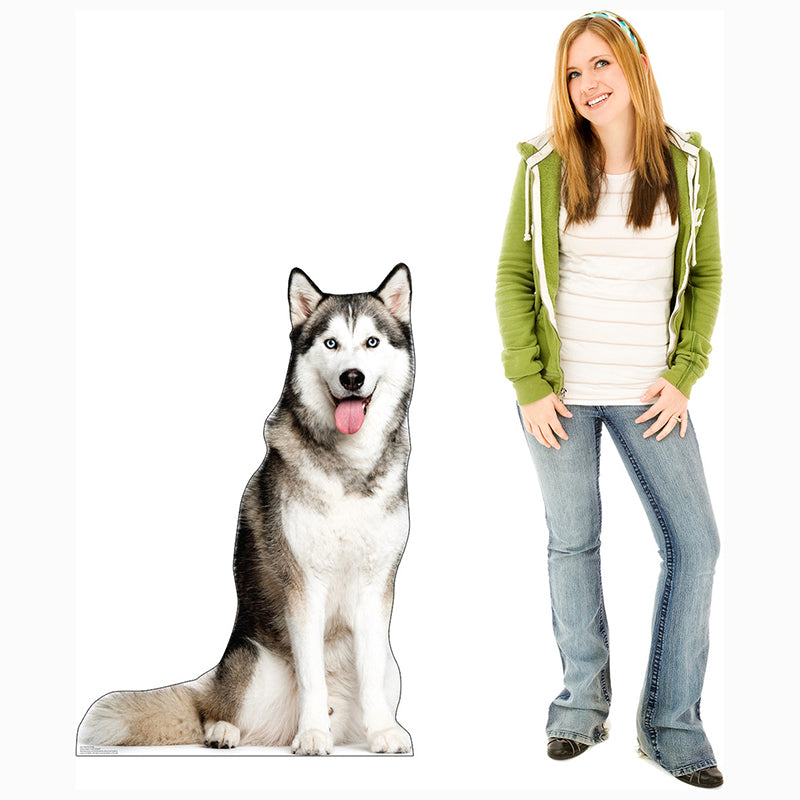 SIBERIAN HUSKY Cardboard Cutout Standup / Standee