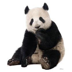 GIANT PANDA BEAR Lifesize Cardboard Cutout Standup Standee - Front