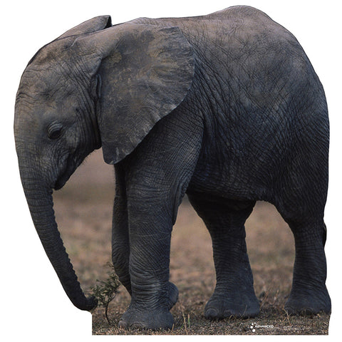 ELEPHANT BABY Lifesize Cardboard Cutout Standup Standee - Front