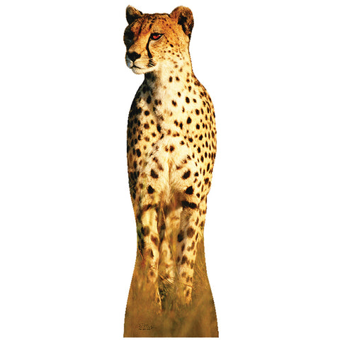 CHEETAH Lifesize Cardboard Cutout Standup Standee - Front