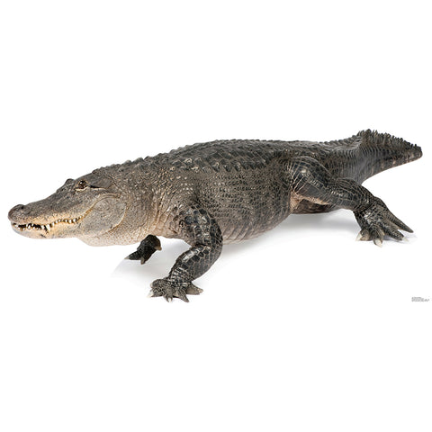 ALLIGATOR Lifesize Cardboard Cutout Standup Standee - Front