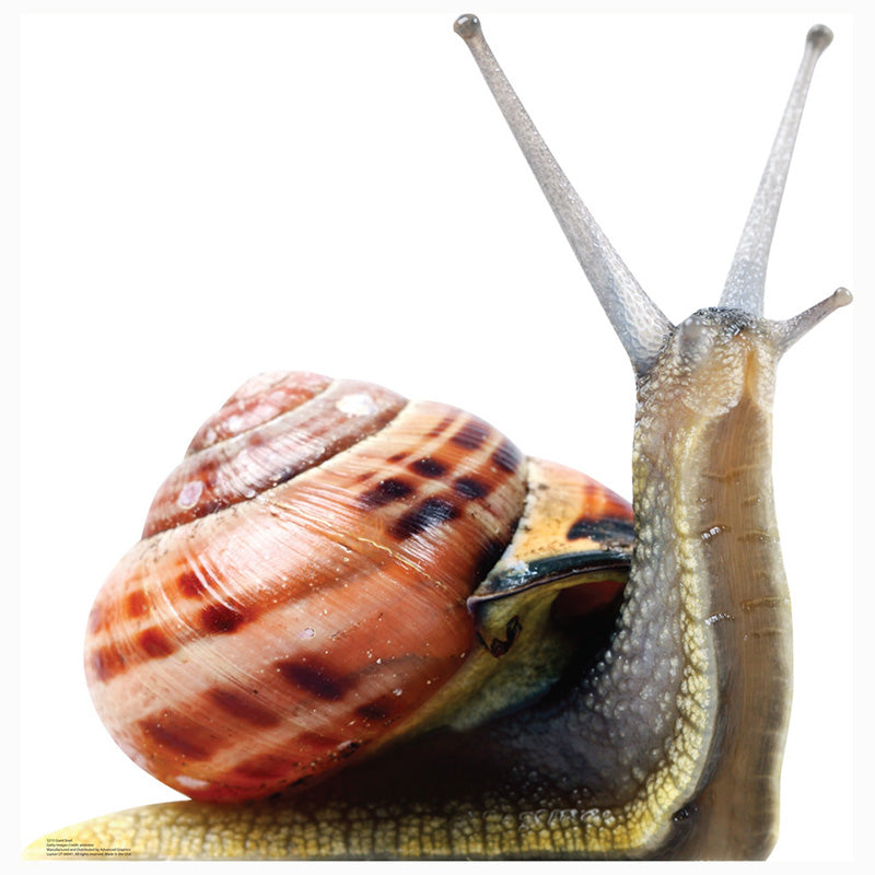 GIANT SNAIL Cardboard Cutout Standup Standee – StandingStills.com