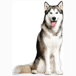 SIBERIAN HUSKY Cardboard Cutout Standup / Standee