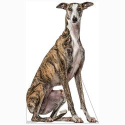 GREYHOUND Cardboard Cutout Standup / Standee