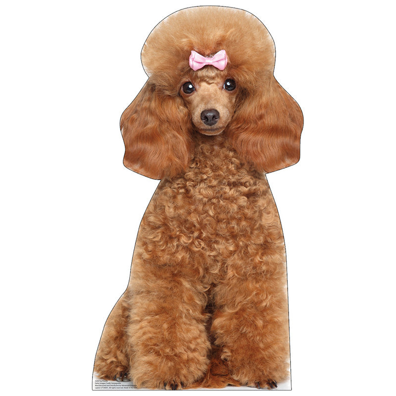 TOY POODLE Cardboard Cutout Standup Standee – StandingStills.com