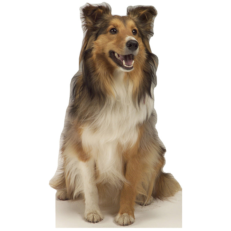 COLLIE DOG Lifesize Cardboard Cutout Standup Standee - Front