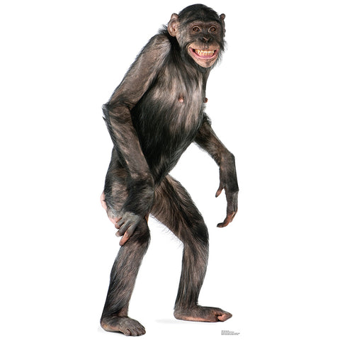 CHIMPANZEE Lifesize Cardboard Cutout Standup Standee - Front