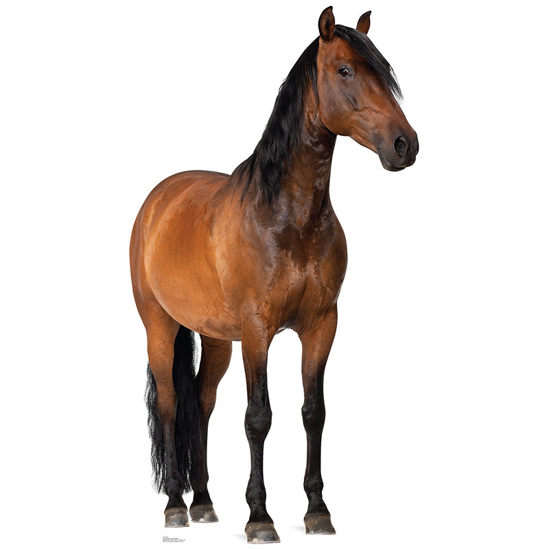 HORSE Lifesize Cardboard Cutout Standup Standee - Front