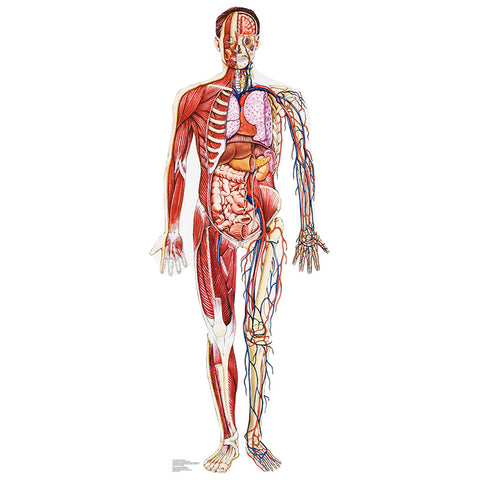 ANATOMICAL CROSS-SECTION Lifesize Cardboard Cutout Standup Standee - Front
