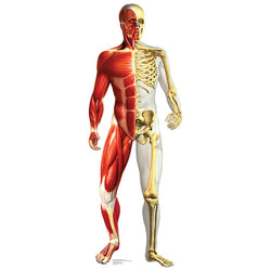 ANATOMICAL MUSCULAR & SKELETAL SYSTEMS Lifesize Cardboard Cutout Standup Standee - Front