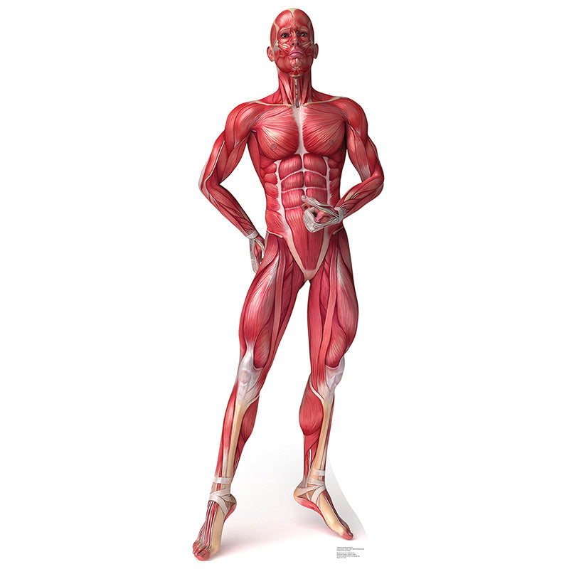 ANATOMICAL MUSCULAR SECTION Lifesize Cardboard Cutout Standup Standee - Front